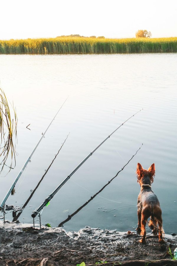 Quelle canne à pêche choisir pour pêcher le bar ?